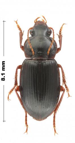 Réf. 271 003 : Harpalus fulvus